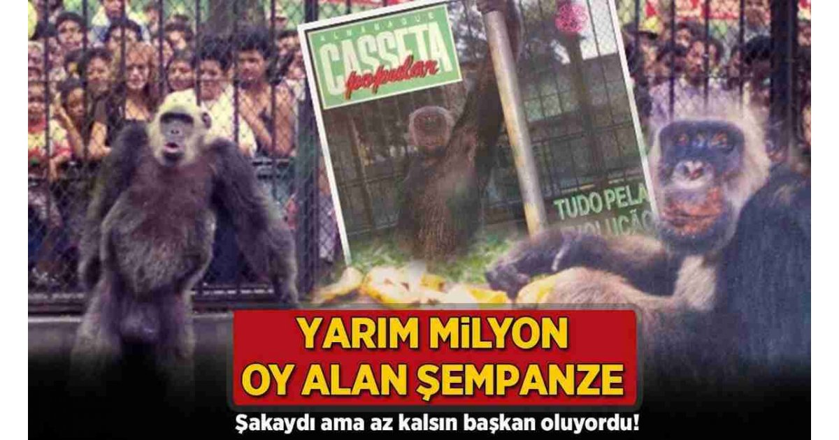 Yarım milyon oy alan şempanze! Şakaydı ama az kalsın belediye başkanı oluyordu