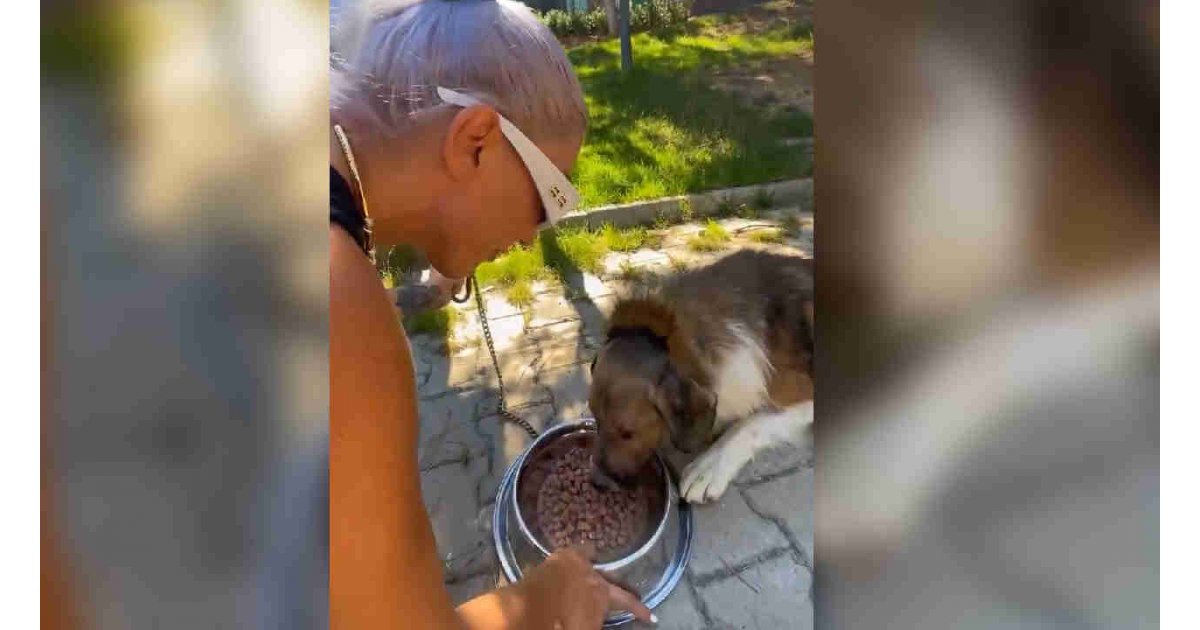 Hande Yener sahiplendiği köpek ile buluştu