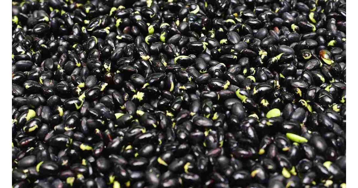 Dünyanın en uzun yaşayan insanlarının sırrı çözüldü! Bilim insanlarından açıklama: 