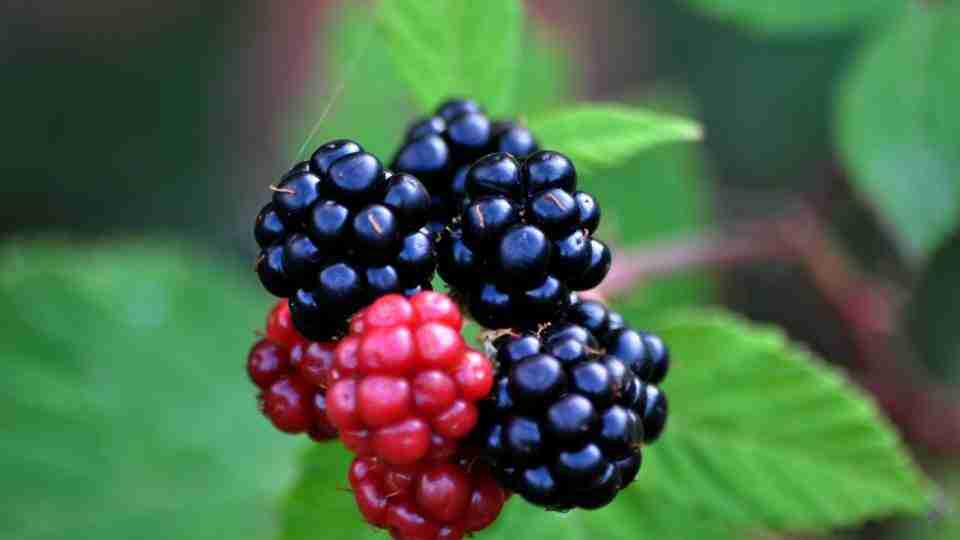 Böğürtlenin Faydaları Nelerdir?