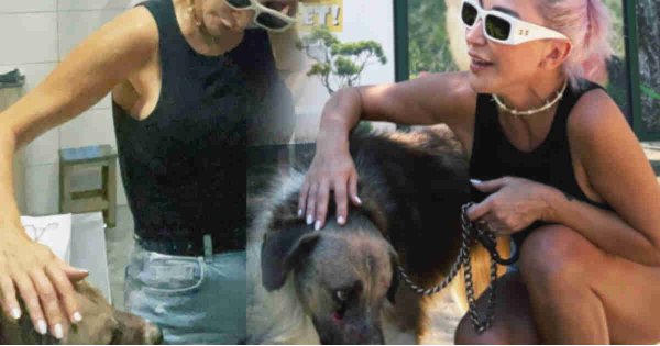 Hande Yener sahiplendiği köpeği ziyaret etti