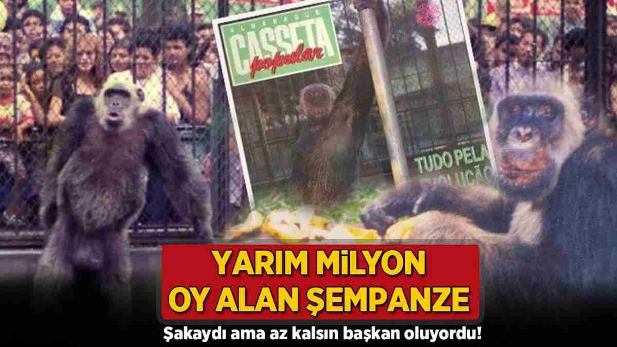 Yarım milyon oy alan şempanze! Şakaydı ama az kalsın belediye başkanı oluyordu Yarım milyon oy alan şempanze! Şakaydı ama az kalsın belediye başkanı oluyordu